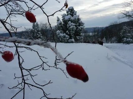 Красный холод