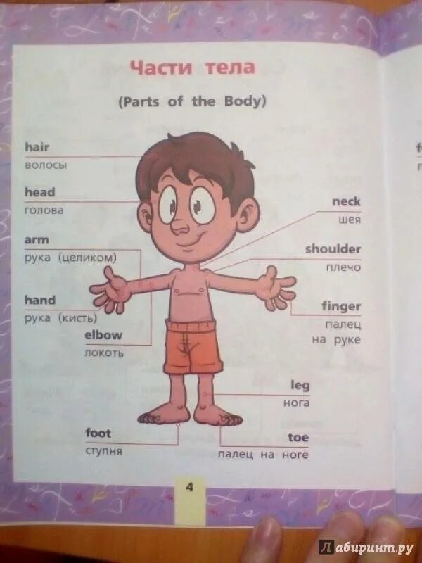 Английские слова части тела. Части тела на английском с транскрипцией. Слова на тему тело на английском. Части тела на английском с переводом и произношением. Английские части тела 3 класс с переводом