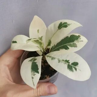 Фикус альбомаргината