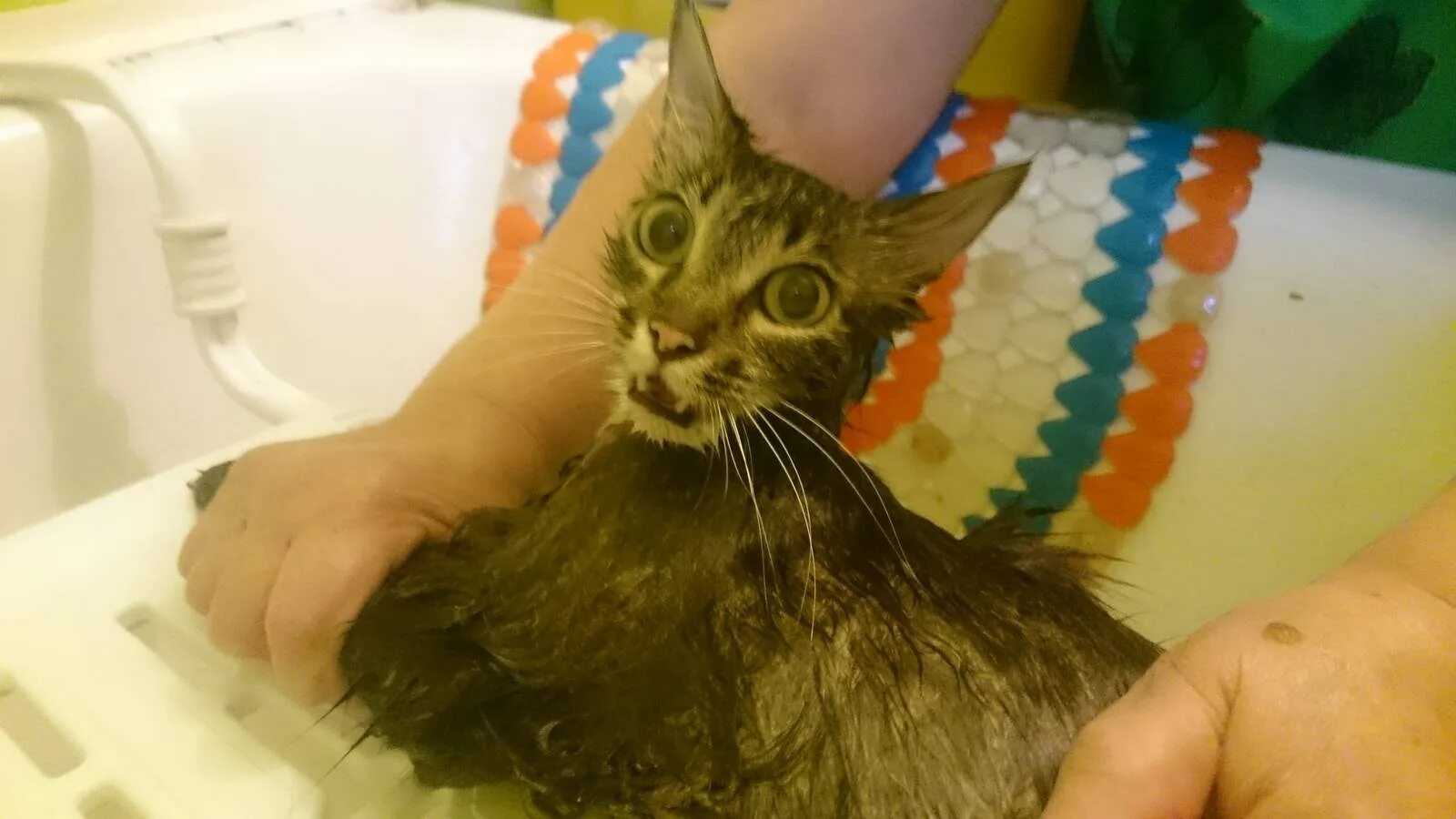 Можно ли мыть котенка в 1 месяц. Кот моется. мытье кошки. купание кошки. кошка купается.