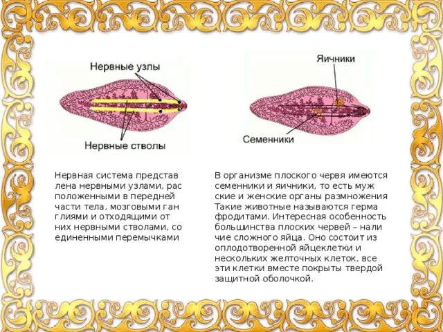 Тест по плоским червям. Эндокринная система у плоских червей. Сложное яйцо у плоских червей. Яичники у червей. Типы семенников у плоских червей.