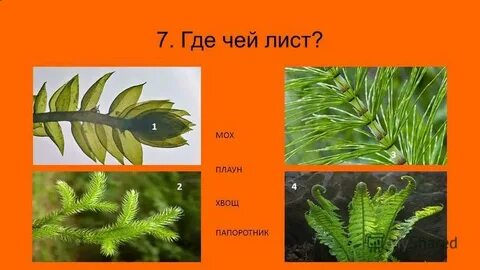 Споровые растения хвощи плауны папоротники