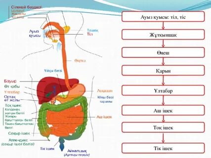 Үлкен өлшемді қыздармен порно бейнелерді қараңыз