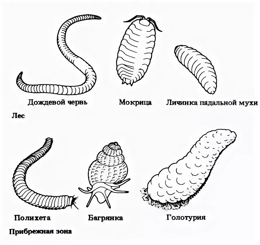 Черви редуценты. Редуценты дождевой червь. Червь это редуцент. Червь консумент.