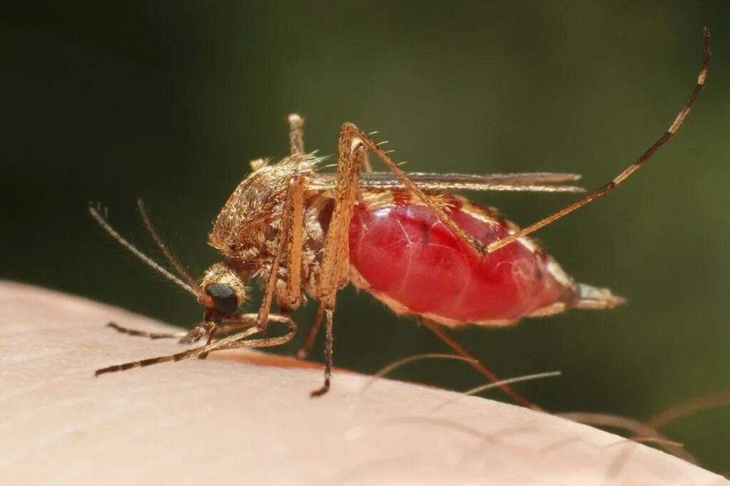 История малярии. Малярийный комар заболевания. Малярийный паразит. Малярия комар.