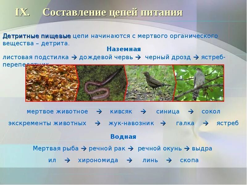 Определите правильно составленную пищевую цепь чайка. Детритные водные пищевые цепи. пастбищные и детритные цепи питания. смешанный лес детритная цепь. детритная цепь питания.