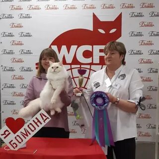 Выставка кошек омск
