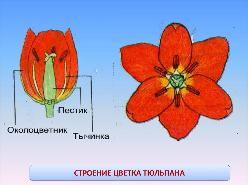 Семейство Лилейные строение тюльпана. Пестик тюльпана строение. Строение околоцветника тюльпана. Схема строения цветка семейства Лилейные.