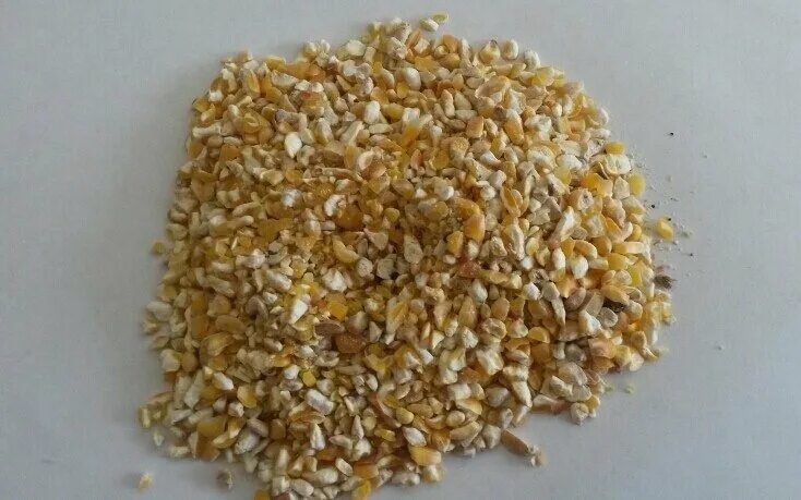 Крупа пшеничная сечка. Кукуруза колотая. Дробленка кукурузы. Кукуруза дробленая 25. Дробленка кукурузы.