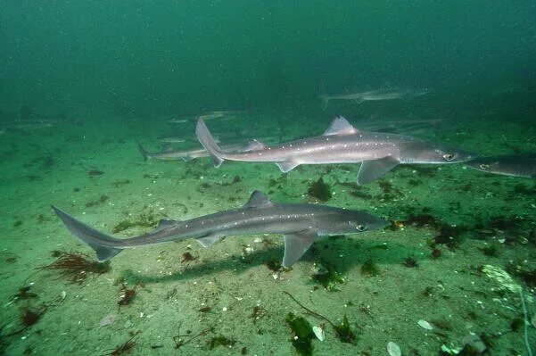 awesome #HDWallpaper Shark in Dark Blue water Shark, Scary fish, Under the sea