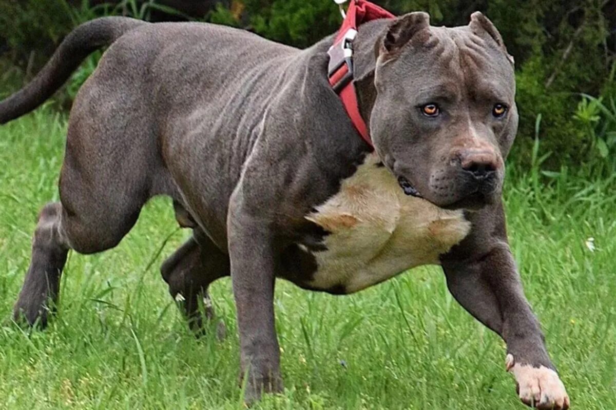 американский питбультерьер в атаке. порода немецкий боксер. апбт американский питбультерьер. канарский дог преса канарио. американскийпитьультерьер.