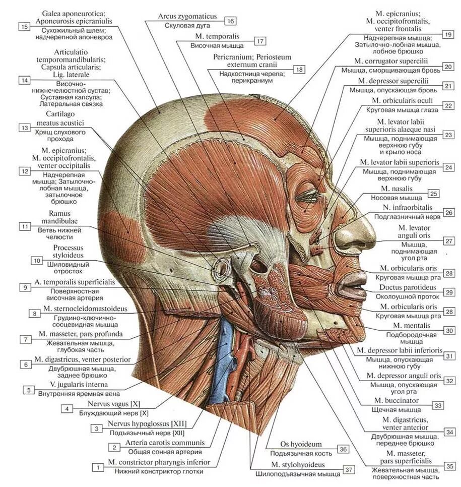 как называются места головы