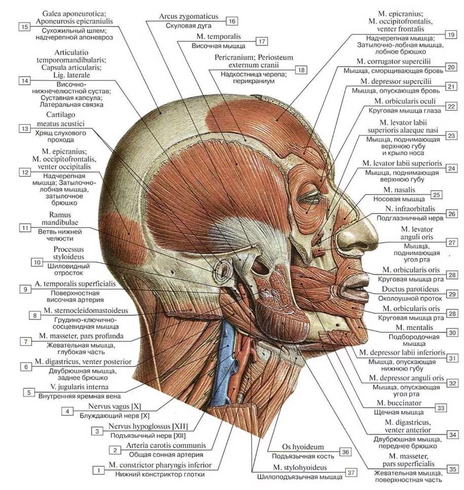 Мимические мышцы лица анатомия вид сбоку. Мышцы головы сбоку анатомия. Строение черепа и мышц лица. Мышцы головы анатомия Синельников.