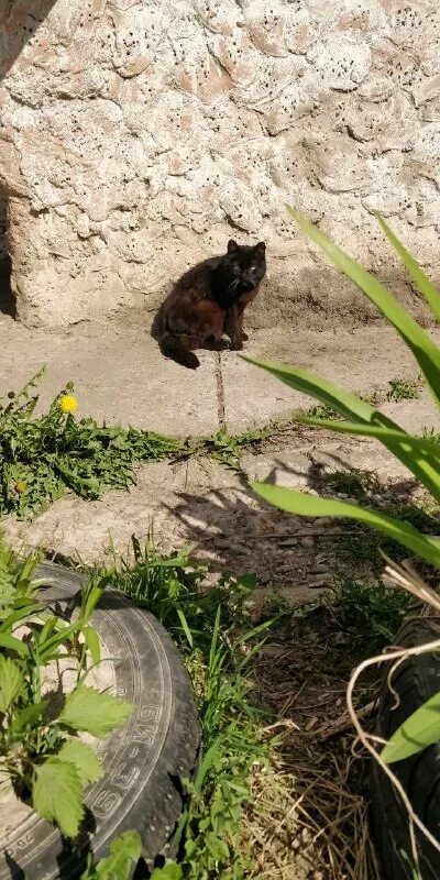 Кот могилев. Артур котов красноярск. Котенок. Рыжий кот отдыхает. Рыжий кот помойный.