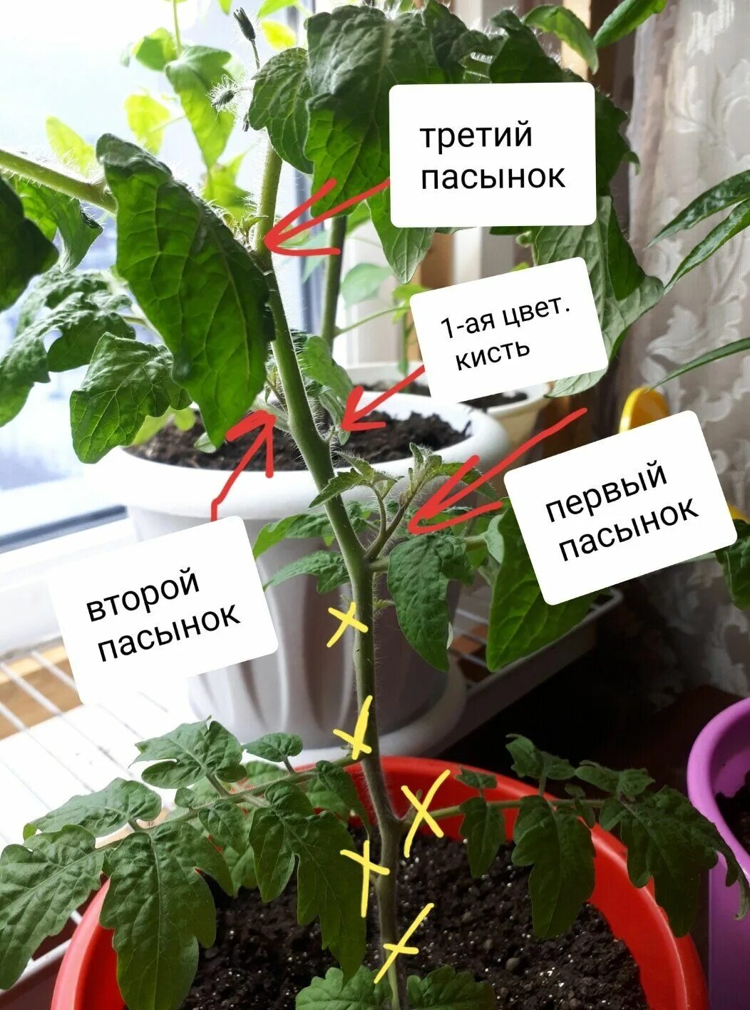 Пасынковать помидоры. Пасынкование томатов. Пасынкование помидор. Пасынкование огородник из Рязани.