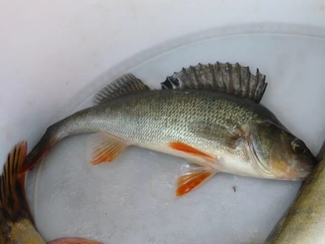 Окунь ерш. Ёрш и окунь различия. Чебак окунь ерш. Окунь гибрид. Обыкновенный ёрш.