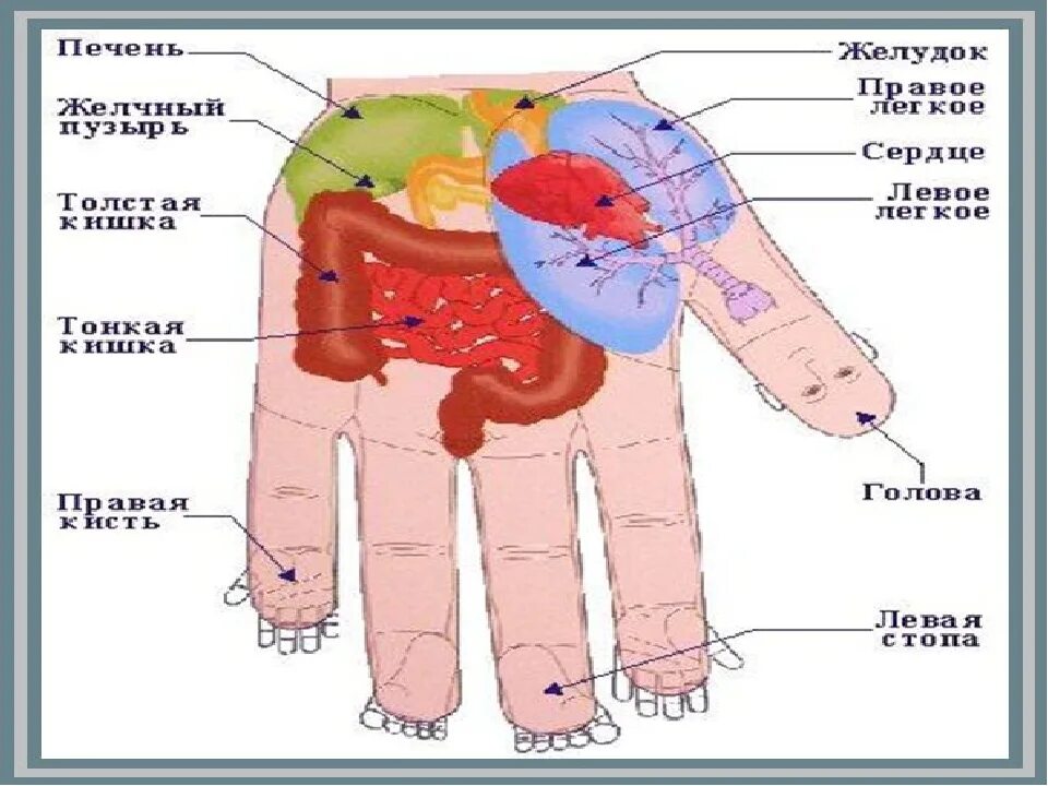 Определить заболевание по рукам. Болезни по ладони. Заболевания органов на ладони. По ладони определить болезни. Симптомы болезней по ладоням.