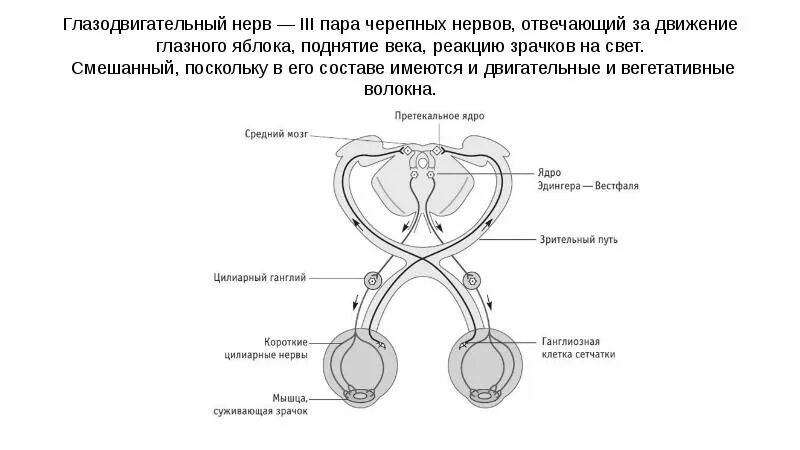 Три черепных нерва. 3 Пара черепных нервов схема. Ход 3 пары черепных нервов. Путь глазодвигательного нерва схема. 4 Пара черепных нервов схема.