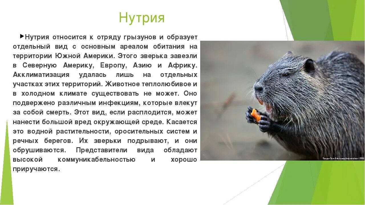Грызуны млекопитающие список. Отряд грызуны общая характеристика. нутрия сообщение кратко. сообщение о нутрии. грызуны представители отряда млекопитающих.