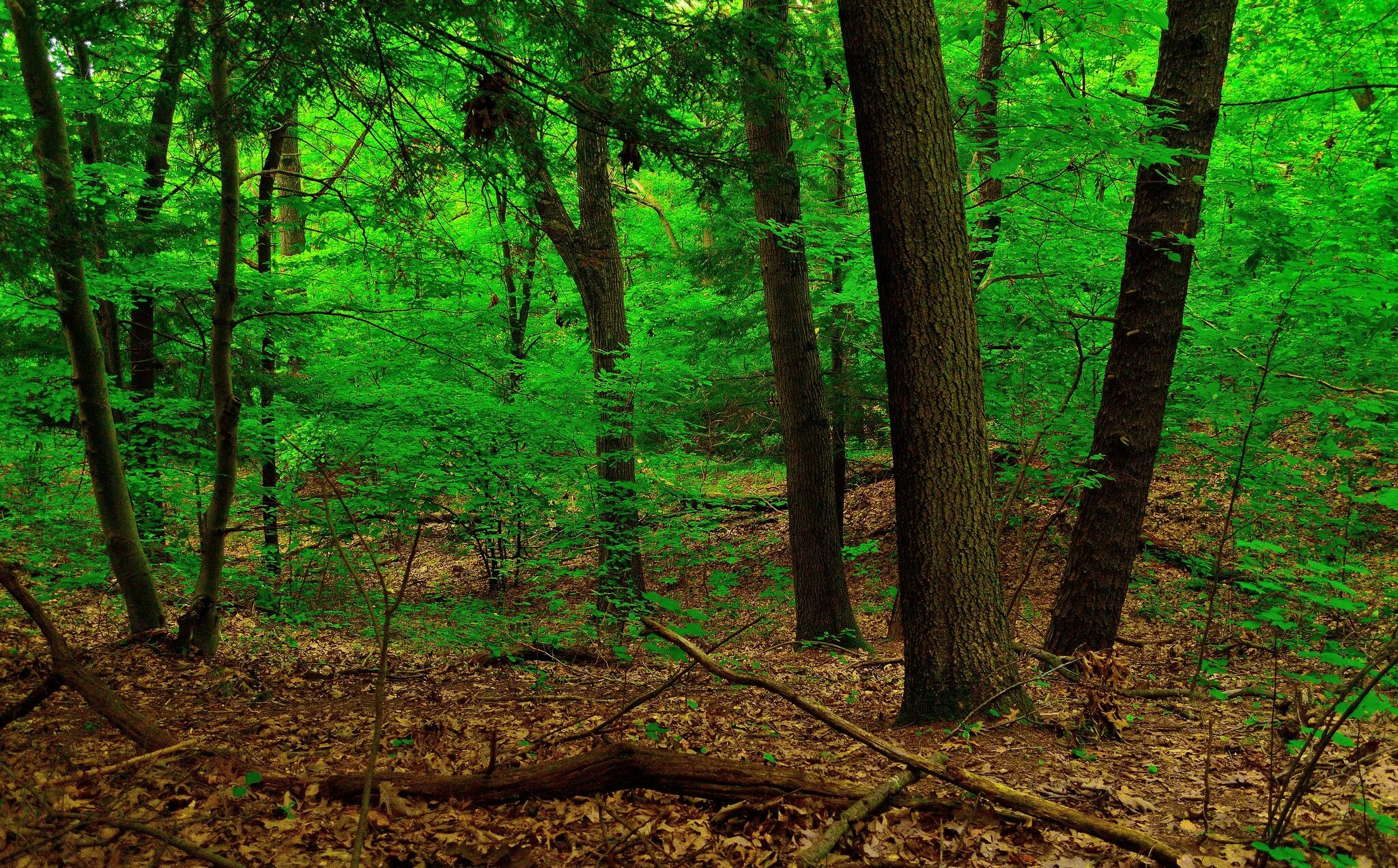 P forest