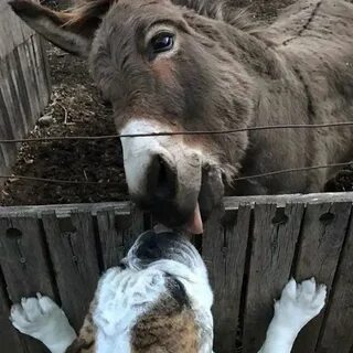 Осел на английском