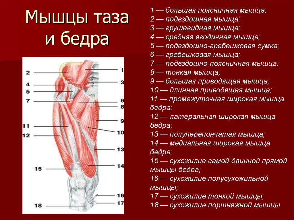 Приводящие латынь. Строение мышц бедра спереди. Мышцы таза вид спереди анатомия. Большая поясничная мышца и подвздошная мышца.