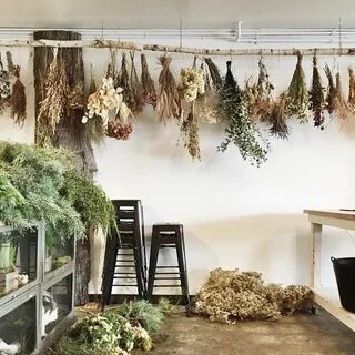 Dried plants