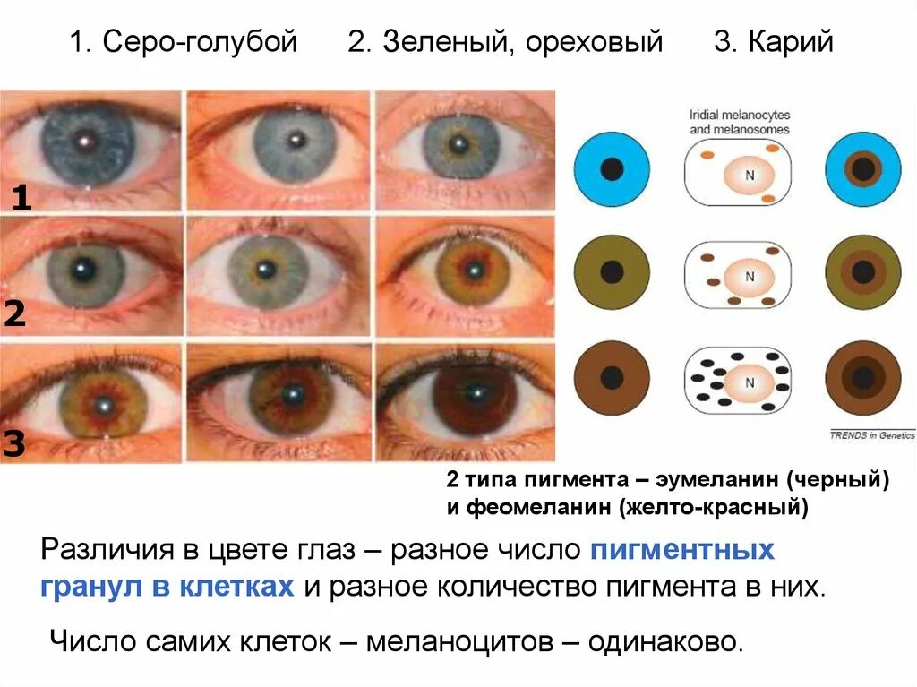 Почему у ребенка голубые глаза. Карие глаза у мамы и голубые у папы какие будут у ребенка таблица. Наследование цвета глаз у человека. Цвет глаз родителей и детей. Таблица наследования цвета глаз.