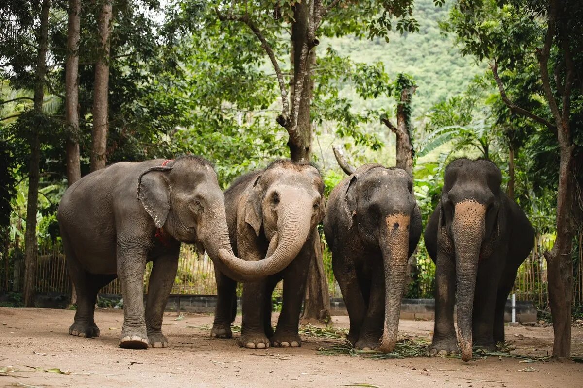 Phuket elephant sanctuary. Заповедник для слонов пхукет. элефант джангл пхукет. убежище слонов пхукет. слоновий заповедник на пхукете (phuket elephant sanctuary).