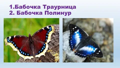 Фото бабочек адмирал лимонница траурница
