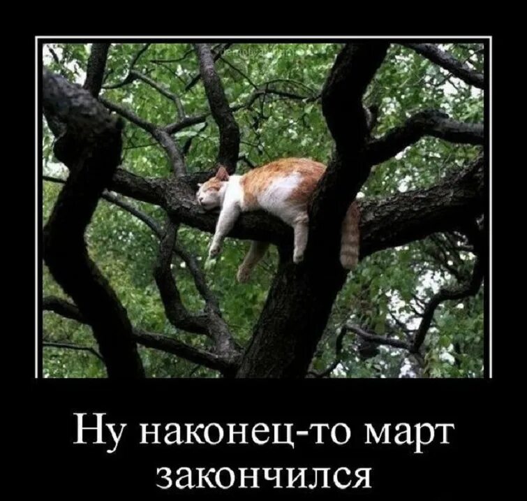 Кот и валерьянка. Рыжий кот в засаде. Вот и март заканчивается картинки. Март заканчивается картинки. Жду тебя юмор.