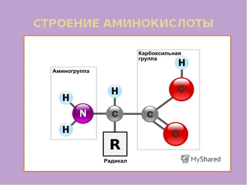 Белки радикалы