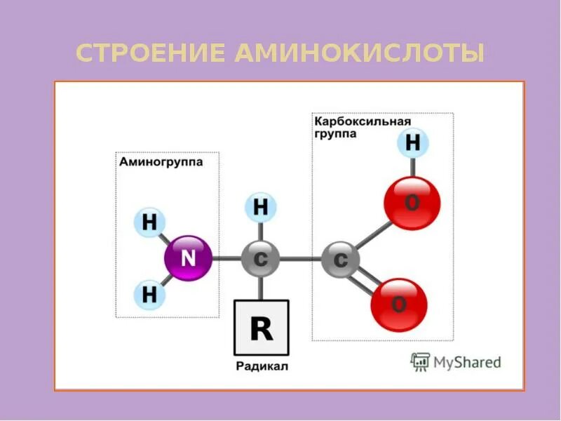 Клетки состоят из аминокислот. Амины и аминокислоты строение. Схематическое строение аминокислоты. Химическое строение аминокислот. Химическая структура аминокислот.