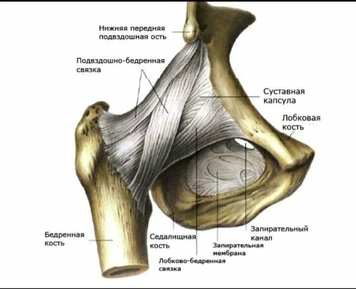 Тазобедренный сустав соединение. Связки тазобедренного сустава вид спереди. Связочный аппарат тазобедренного сустава. Лобково-бедренная связка тазобедренного сустава. Связки тазобедренного сустава анатомия.