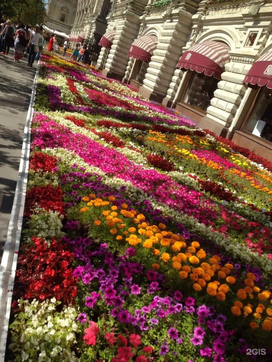Фото цветов москва