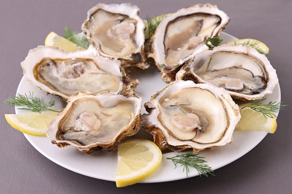 Устрицы едят живыми. Oysters устрицы. Устрица Касабланка. Устрицы Ямато. Устрица Муроцу.