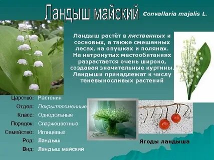 Систематическая группа ландыша