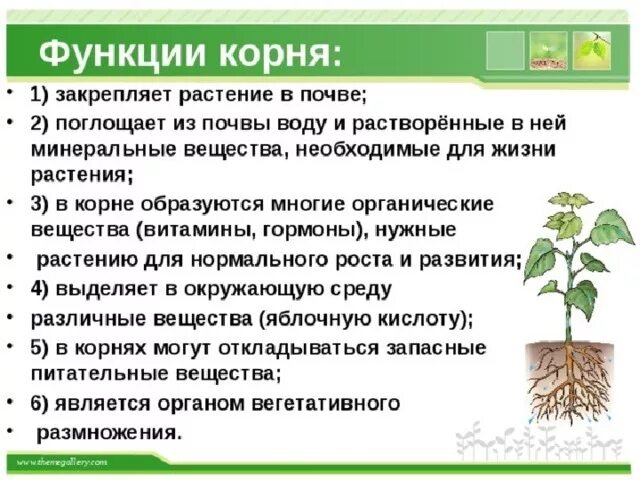 Сообщение по биологии на тему корни