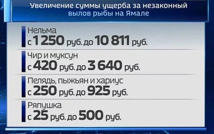Какие штрафы за рыбу. Штрафы за рыбу. штраф за осетра 2025. штрафы за рыбу в алтайском крае. штраф за рыбалку.