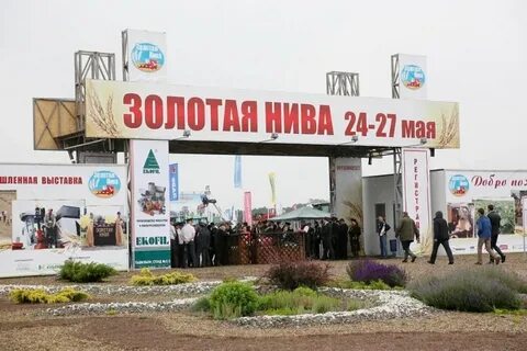 Золотая нива новоалександровск