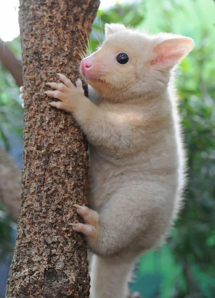 Ирбис (снежный барс) uncia uncia. Пума кугуар горный лев пума. Кошка рысь сервал. Ирбис (снежный барс) uncia uncia. Серая пума.