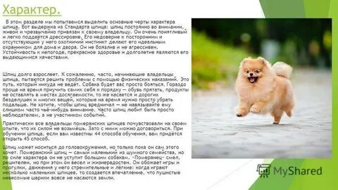 Достоинства и недостатки шпицев