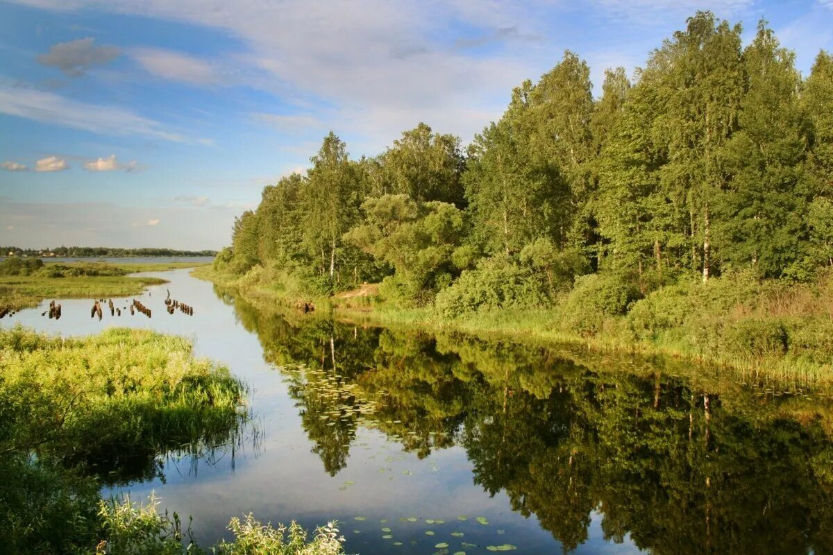 Мещерский заповедник в Рязанской области. Мещёра национальный парк. Национальный парк Мещера озера. Мещерский лес Рязань. Мещера рязанская область