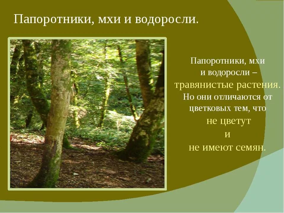 Папоротники мхи различия. Мхи папоротники водоросли 2 класс. Мхи и папоротники. Мхи и папоротники презентация для дошкольников. Презентация водоросли мхи папоротники.