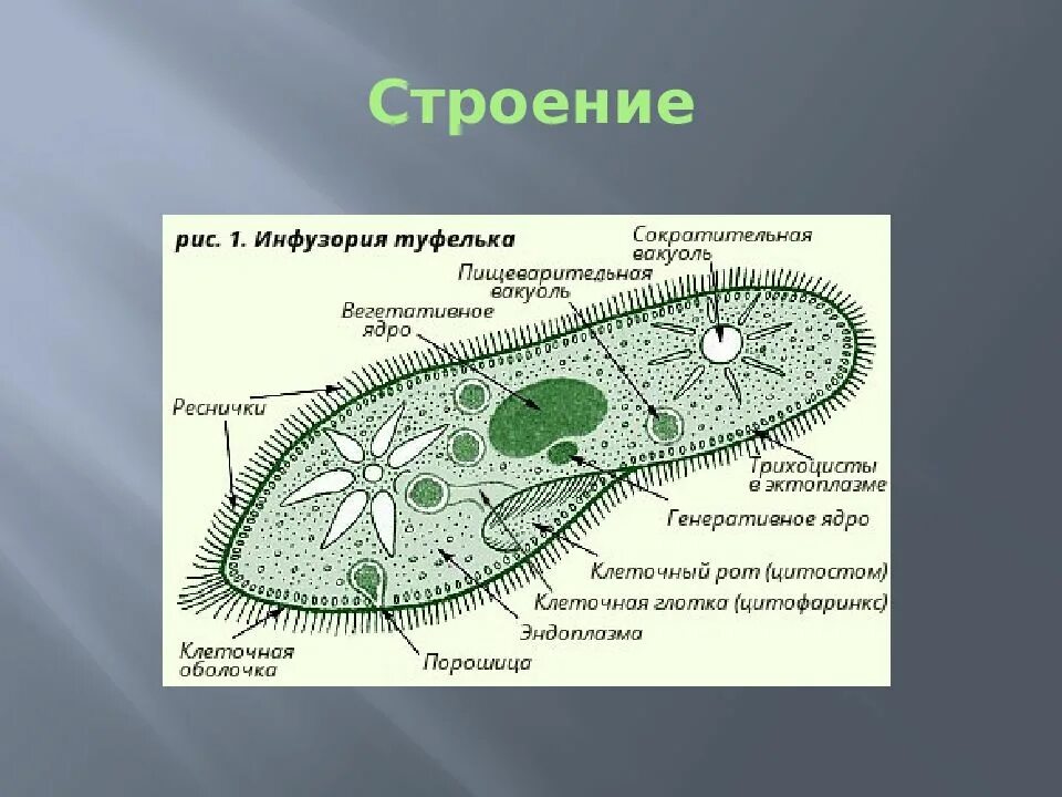 Пищеварительная вакуоль инфузории туфельки. Вегетативное ядро инфузории туфельки. Образ жизни и строение инфузории. Строение реснички инфузории.