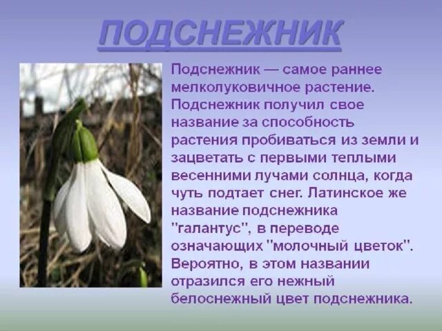 Подснежник описание растения 2 класс. Подснежник красная книга краткое описание для 2 класса. Подснежник широколистный описание. Описать Подснежник.