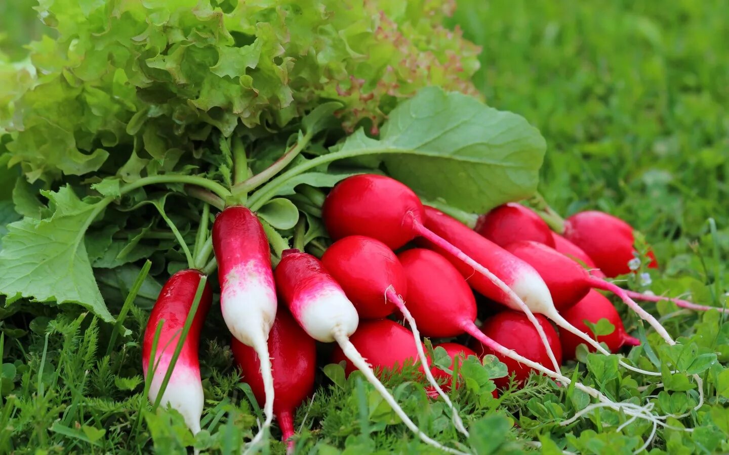 Редис Барон. Корнеплод редиса. Редис дачный витамин. Редис Силезия. Вкус редиски