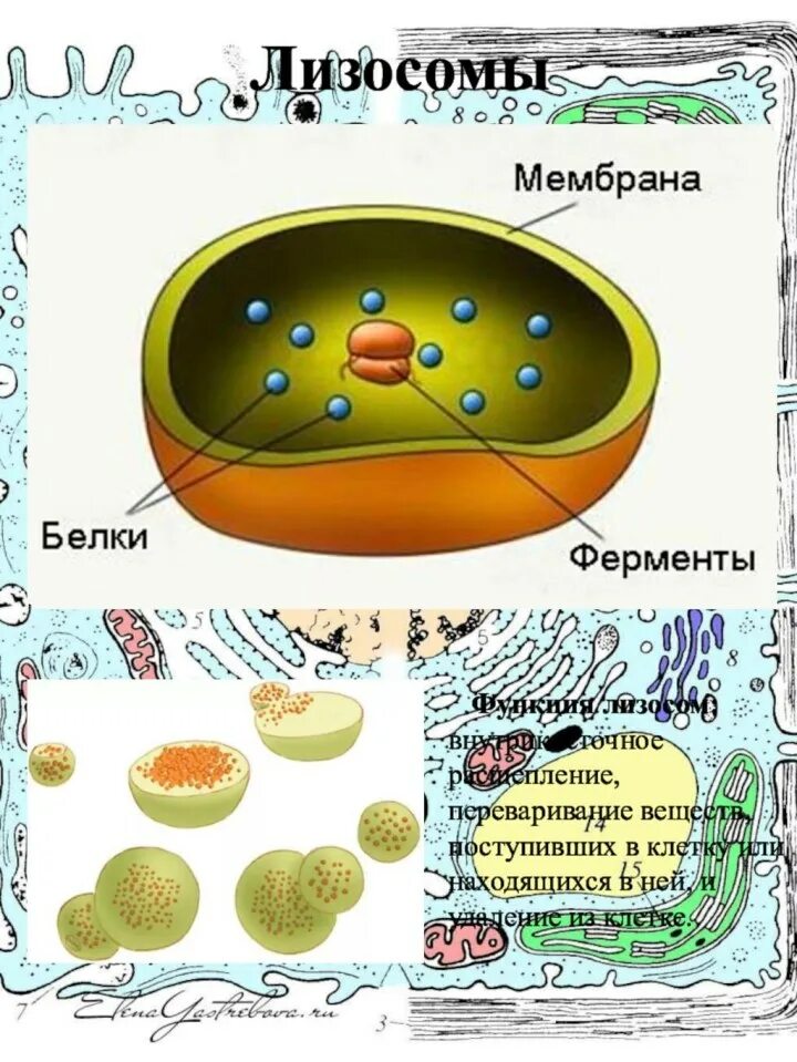 Строение лизосомы клетки. Строение растительной клетки лизосомы. Структура лизосомы рисунок. Рисунок лизосом клетки