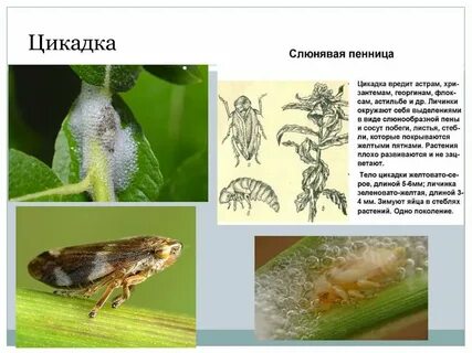 Слюни на иве