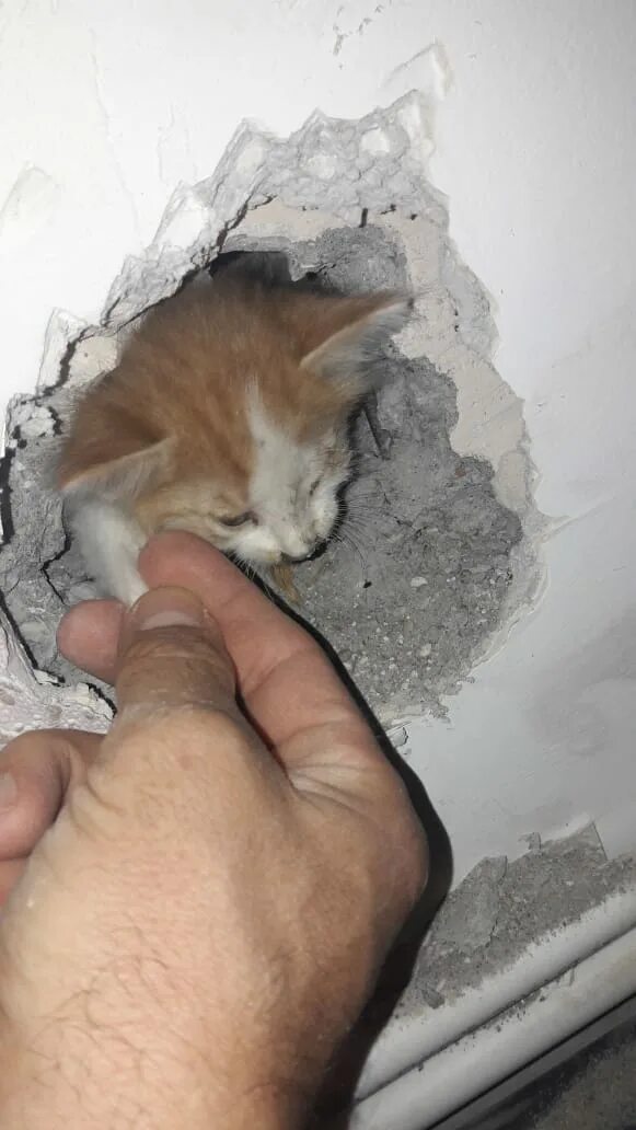 Как вытащить кота